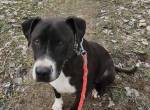 Butka, liebenswerter Hundemann