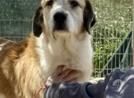 Berta- ein grosses Herz sucht grosse Zuneigung