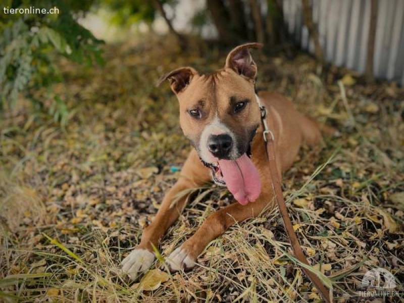 Zila-2, liebe und freundliche Hundedame die nach Zuwendung sucht