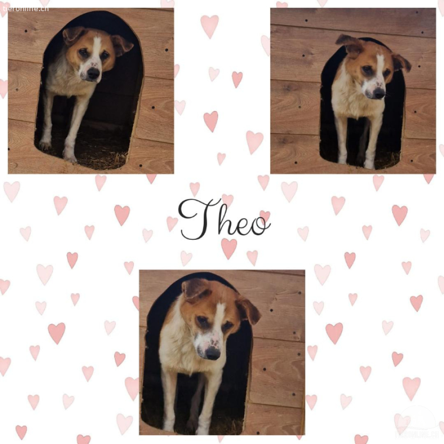 Theo - pfiffiges Kerlchen
