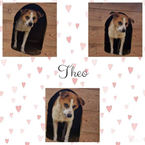 Theo - pfiffiges Kerlchen