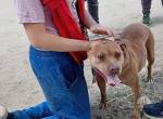 Wicca, menschenbezogene und kinderliebe Hundedame