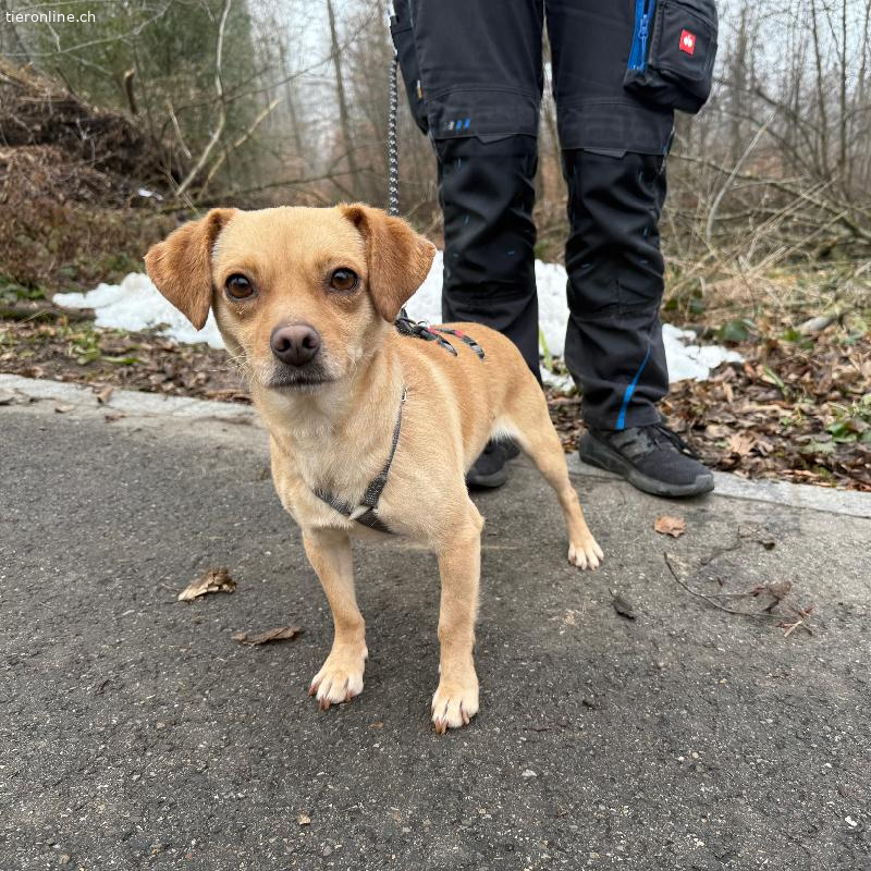 Atis, Mischling – Hund zur Adoption in Zürich (ZH)