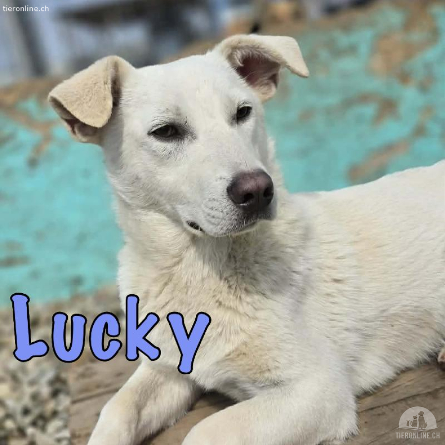 Lebensfroher Lucky sucht seine Familie
