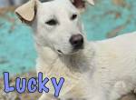 Lebensfroher Lucky sucht seine Familie