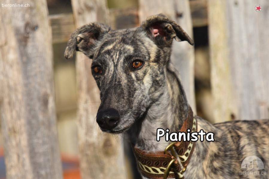 PIANISTA