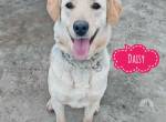 Daisy ein Schatz auf 4 Pfoten