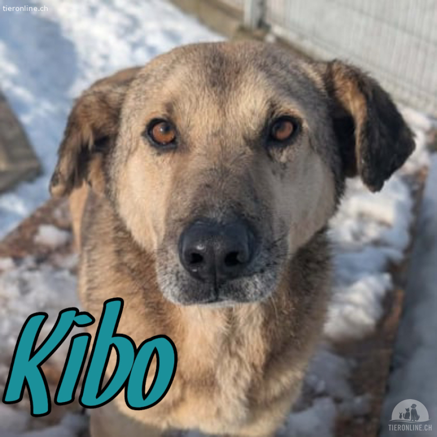 Treuer Kibo - bereit für einen Neuanfang