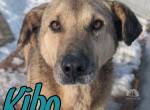 Treuer Kibo - bereit für einen Neuanfang
