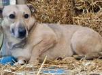 Kleiner ängstlicher Hundebub Balou