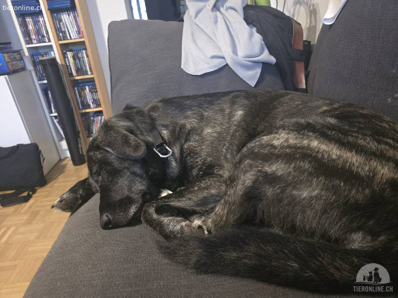 Labrador -Maremanno x holländische Schäferhündin