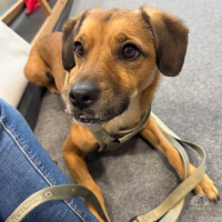 Hunde Schweiz