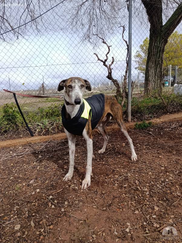 Rayo - aufgeschlossener, anhänglicher Greyhound-Mix