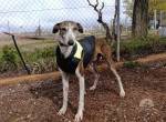 Rayo - aufgeschlossener, anhänglicher Greyhound-Mix