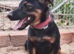 Robi – ein kleiner Herzensbub sucht seine Familie