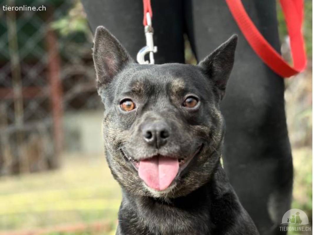 Frenki-2, herziger Hundemann
