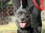 Frenki-2, herziger Hundemann