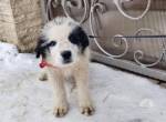 Schüchternes und sensibles Hundekind Ebbie