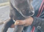 Coco - Welpenmädchen