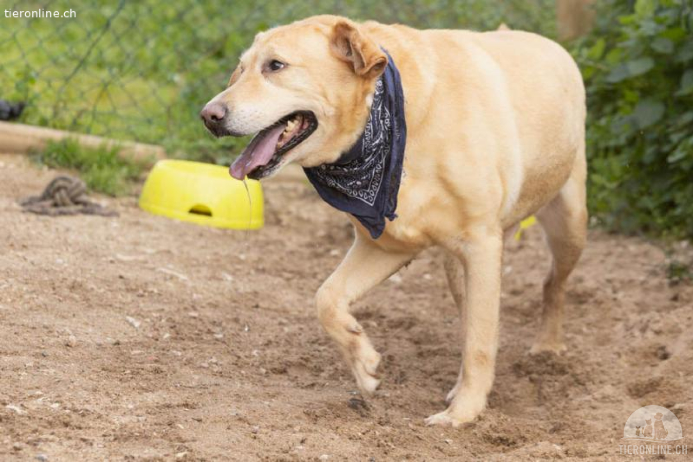 Ben - Labrador-Rüde, der das Herz im Sturm erobert