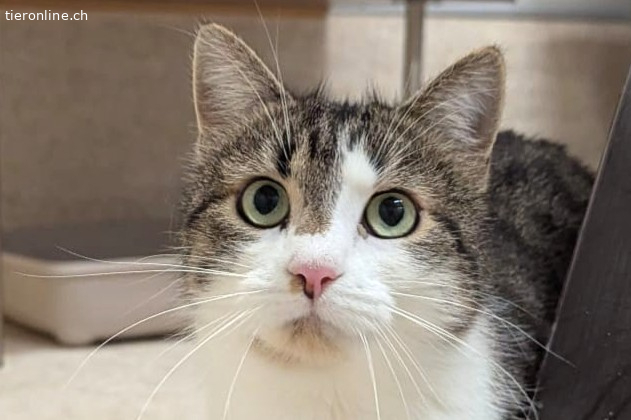 Junge Katzen, Europäische Hauskatze – Katze zur Adoption in Châtillon FR (FR)