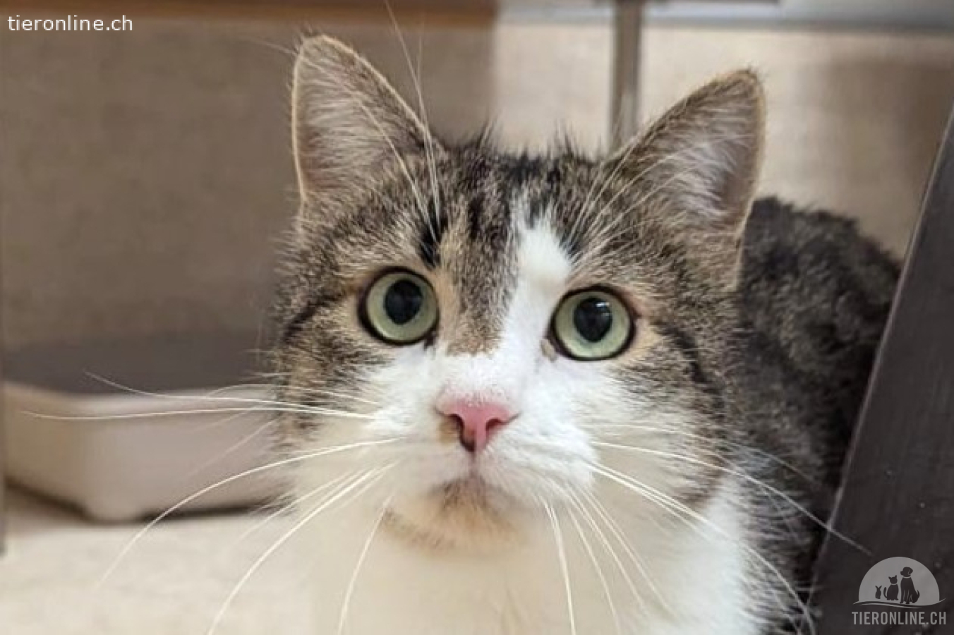 Junge Katzen - ab 6. Monaten