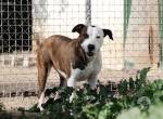 Seelenhund Helga wartet seit 3,5 Jahren auf ihr Glück