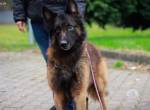 Bildschöner sozialer Athos sucht besonderes Zuhause