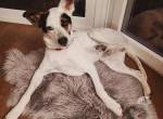 Manolito– vom Familienhund zum Tierheimhund – und nun?