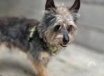 Sheldon– sanfter Senior sucht liebevollen Lebensabend