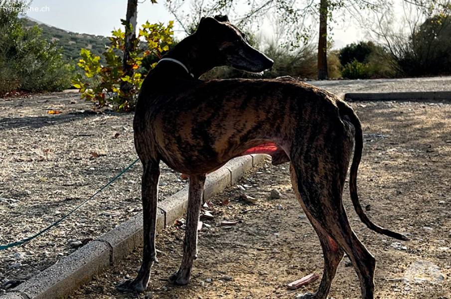 GOLFO - absoluter Traumschatz