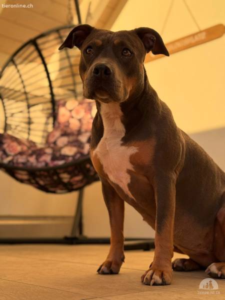 Alea ~ sensible Amstaff-Hündin