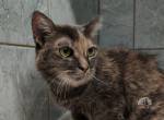 Lusya - Einzelkatze