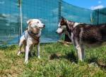 Lani sucht ein geduldiges Zuhause