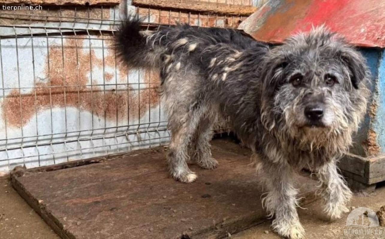 Rubert sucht seine Menschen