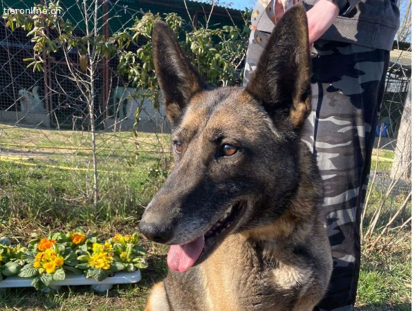 Dike, *Malinois-Mix – Hund zur Adoption im Kanton St. Gallen