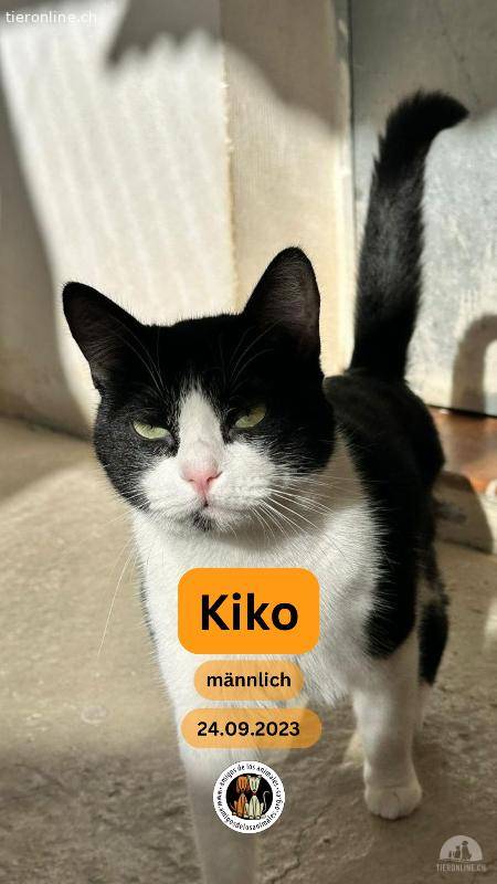 Kiko, m./kastr., 24.09.2023