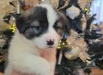 Flauschiger, liebenswerter Jiminy sucht Familienanschluss