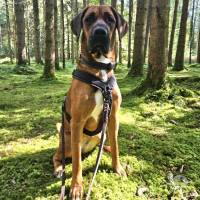 Hunde Schweiz