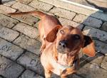 Doby ein kleiner Dackelchen