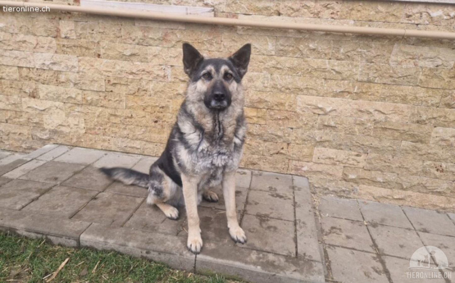 Traumhund Rick sucht seine Menschen