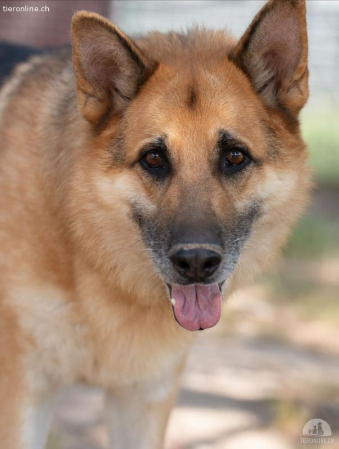 Senior Lobo sucht erstes echtes & zugleich letztes Zuhause