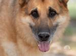 Senior Lobo sucht erstes echtes & zugleich letztes Zuhause