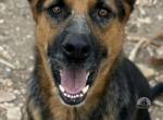 Herzenshund Herkules sucht seine Familie