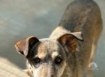 Nala, w./kastr., 11/2014 - kaum vermittelbar aufgrund ihrer Menschenscheu