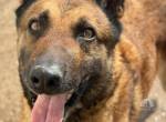Turca aus Messihaus gerettet sucht liebevolles Zuhause