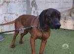 Mambo - herzensguter Jagdhund