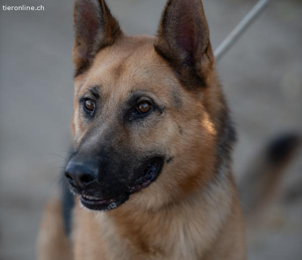 Herold, *Schäfer-Mix – Hund zur Adoption im Kanton Thurgau