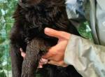 Maggy – ein kleines Hundemädchen sucht ein Zuhause