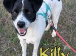 Killy sucht ihre Menschen mit Herz